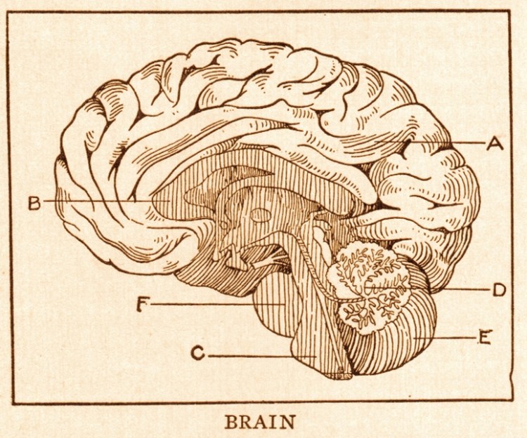 Brain_page_368