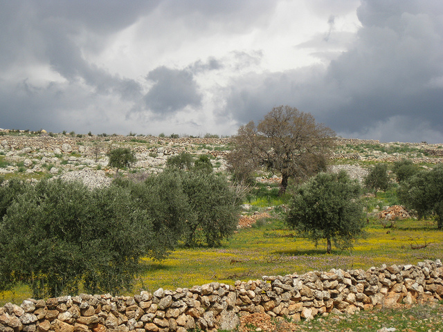 Landscape with olive trees and yellow flowers, Serjilla, Syria www.flickr.com
